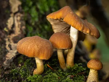 Estandarización Real