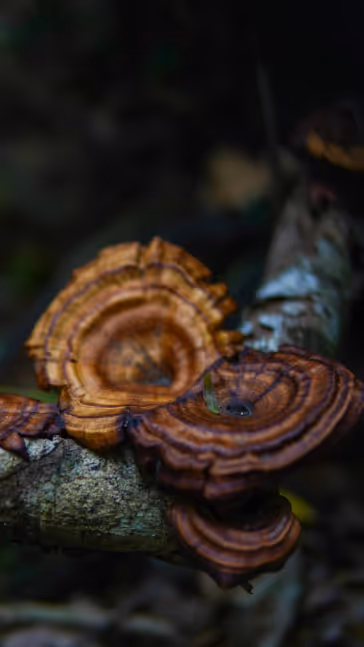 Proceso de Triple Extracción Henko Lab