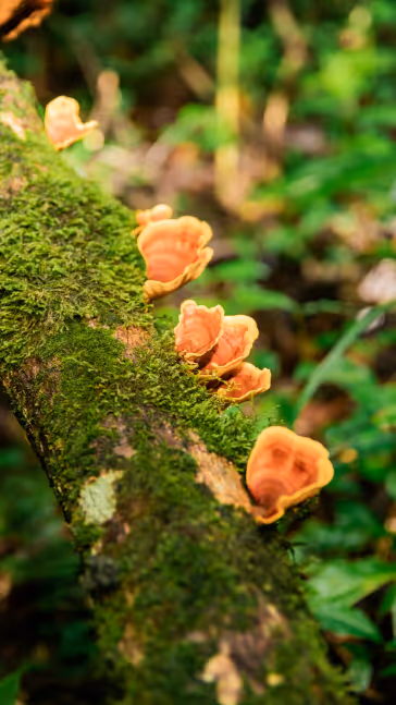 Laboratorio Henko Lab